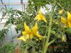 flowers1