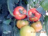 tomatos6