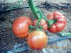 tomatos7