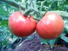tomatos