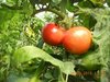 btomatos